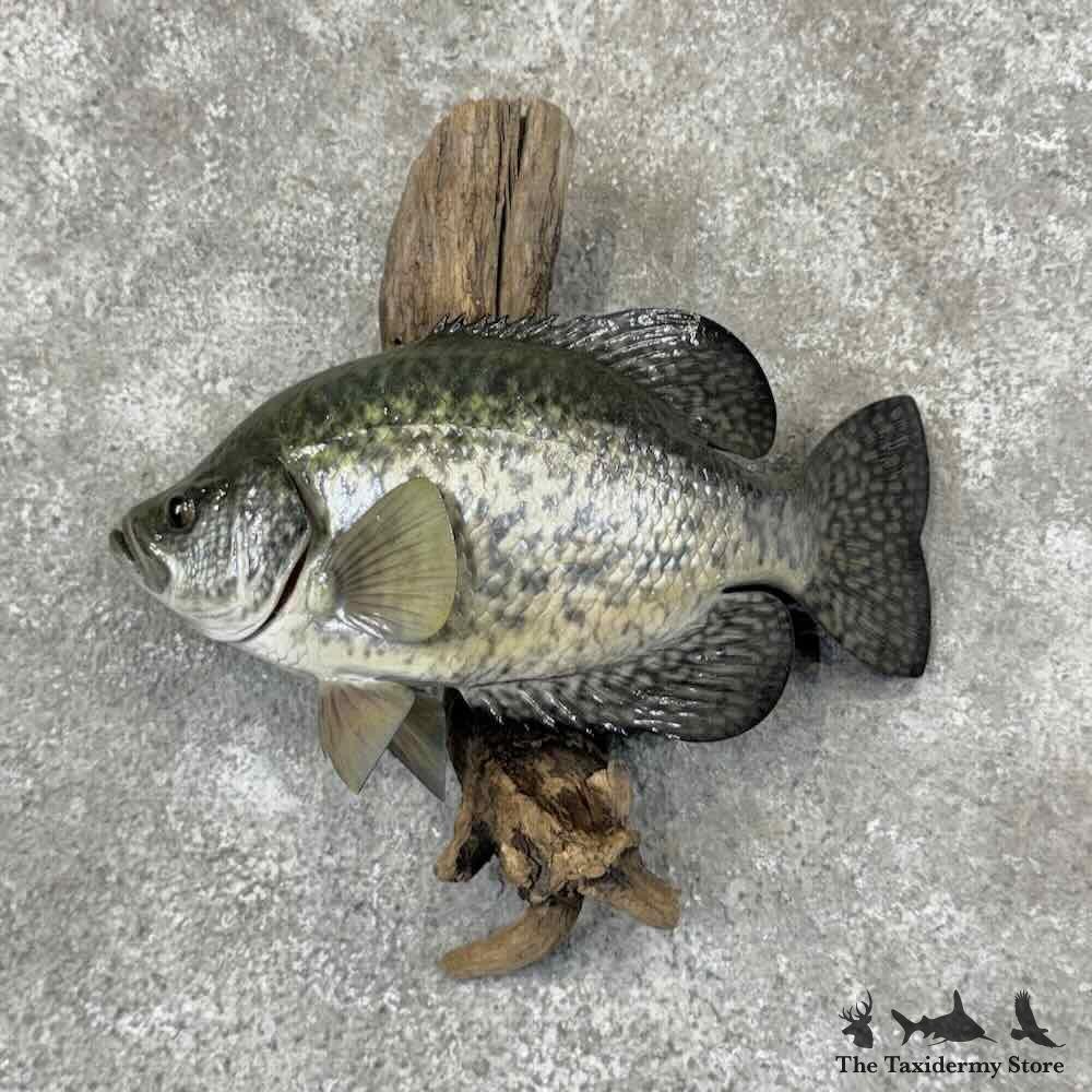 14.5-Inch Black Crappie Replica Fish Mount – World Class Grade - accessory
