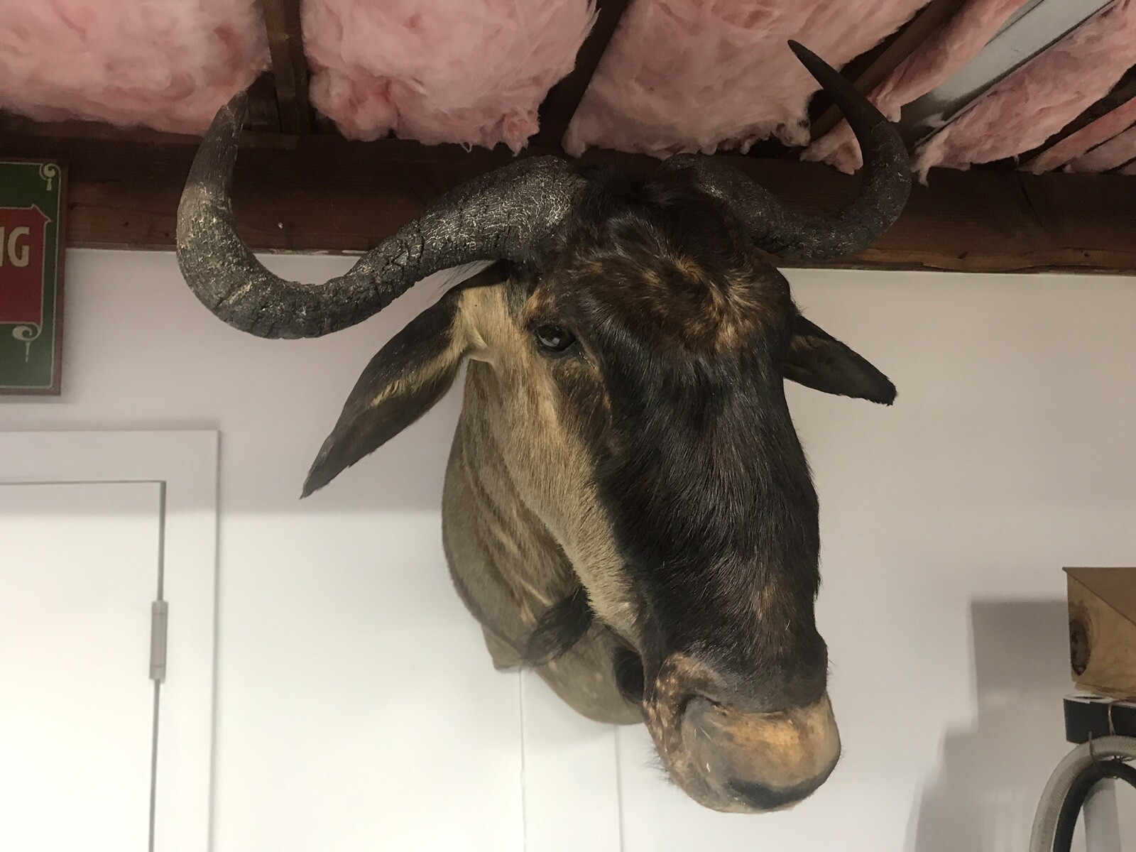 African Wildebeest Taxidermy Shoulder Mount - accessory