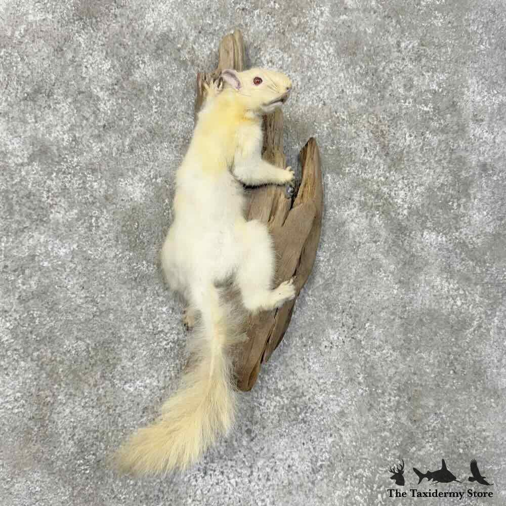 Albino Squirrel Life-Size Taxidermy Mount on Driftwood - accessory