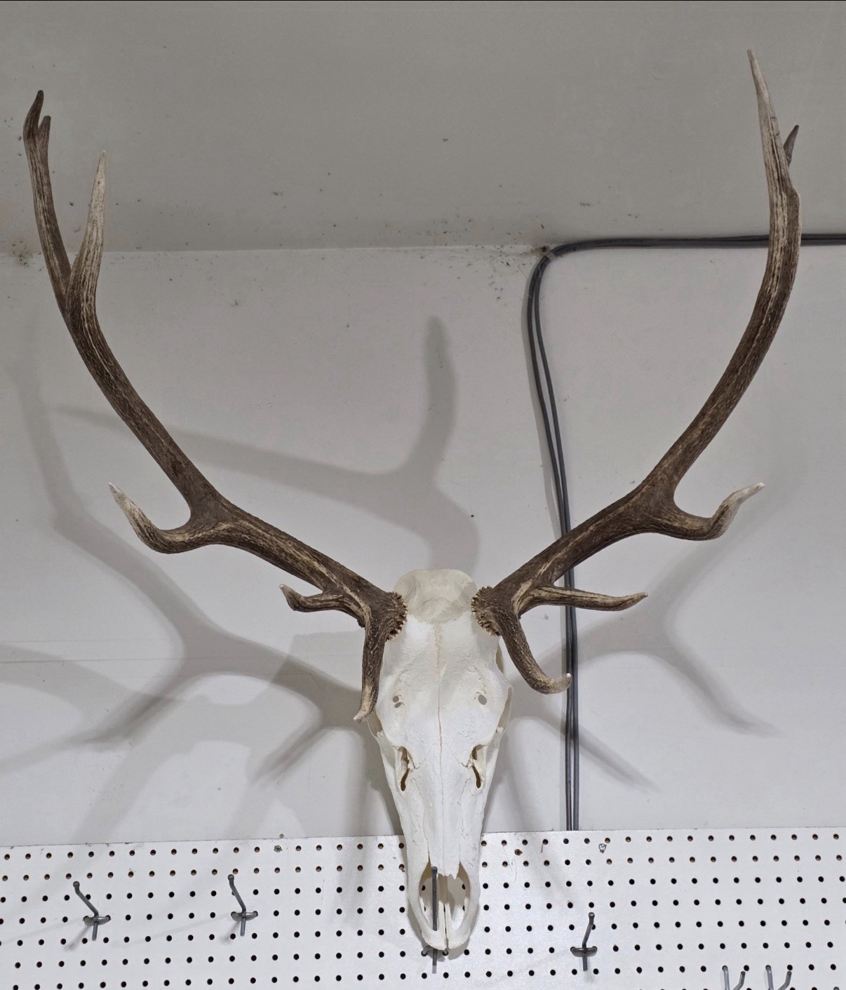 Bull Elk Skull and Antler Mount with Bleached White Finish - accessory