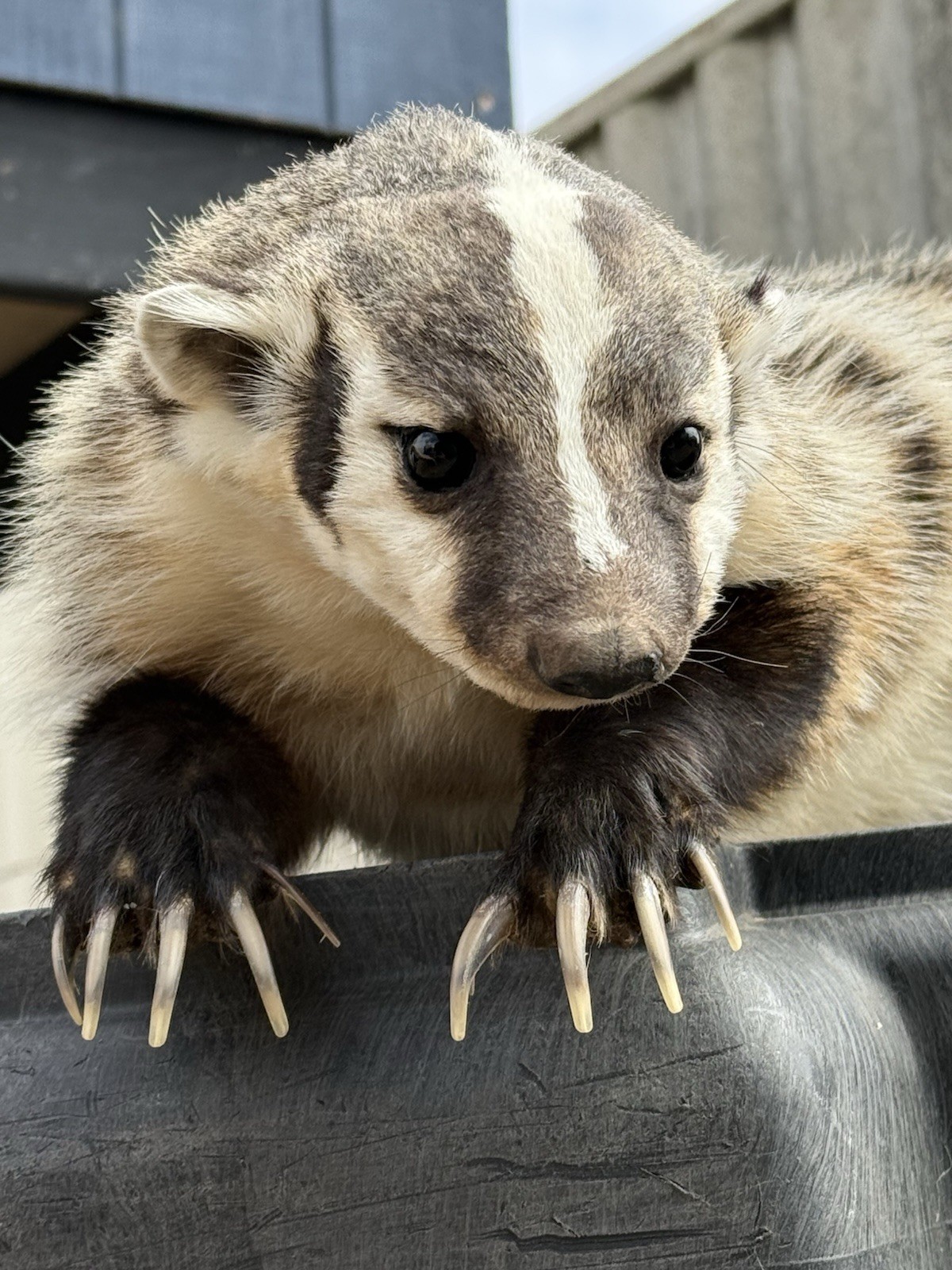 Custom Soft Mount Taxidermy Commission — Your Choice of Animal - accessory