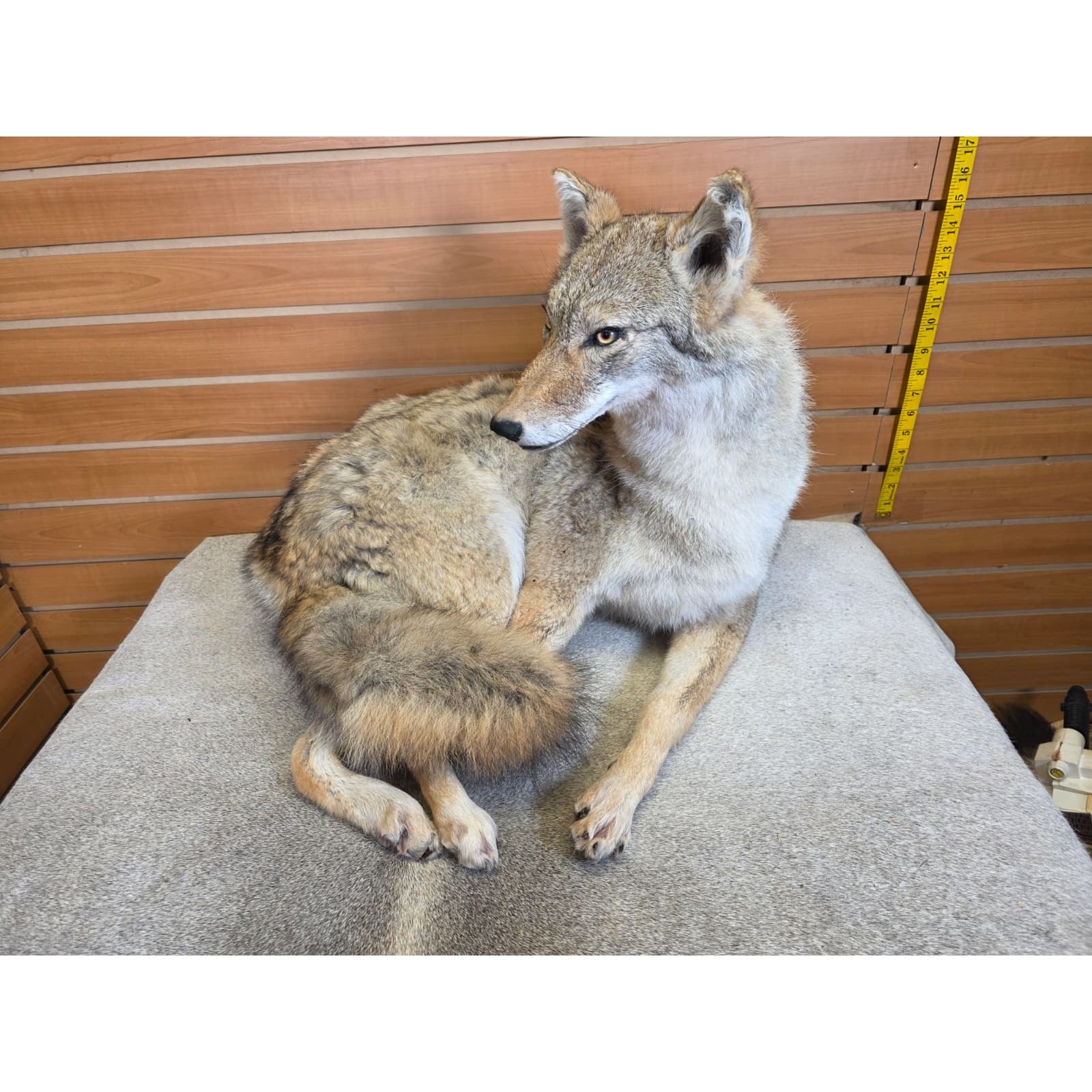 Full-Body Coyote Taxidermy Mount with Natural Fur - accessory