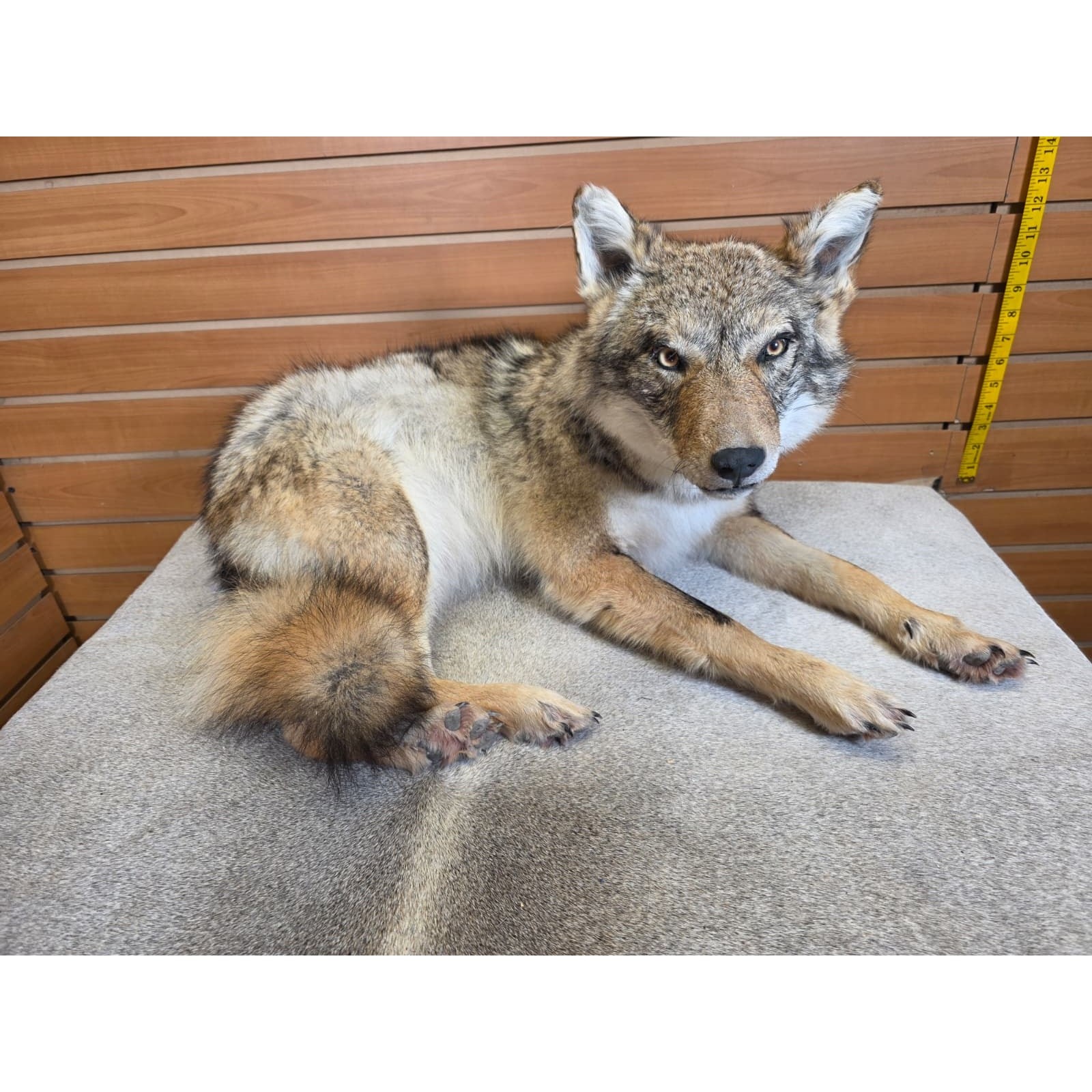 Full-Body Coyote Taxidermy Mount with Natural Fur - accessory