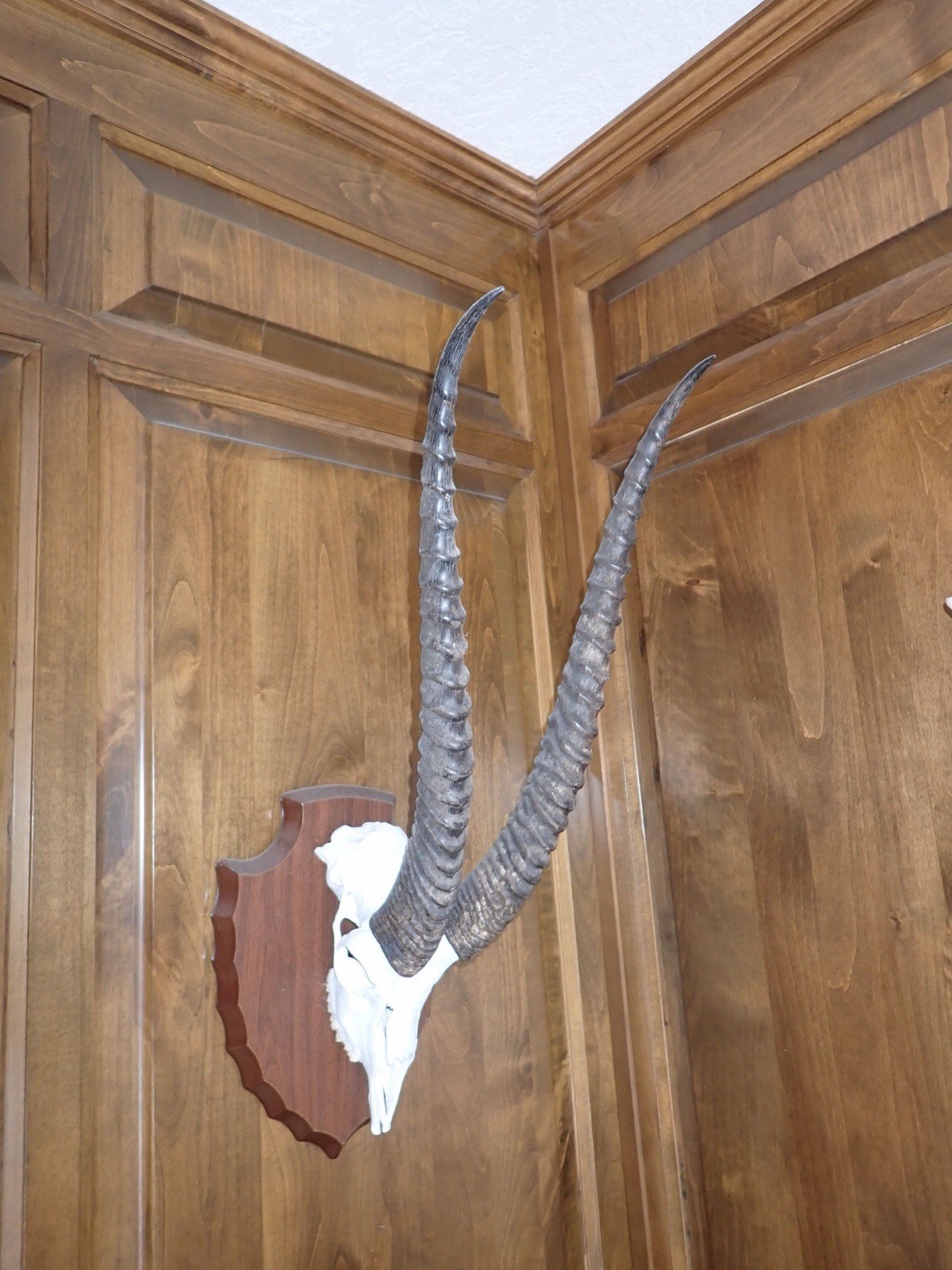 Grant's Gazelle Skull & Horn Taxidermy Mount on 21" Wooden Plaque - accessory