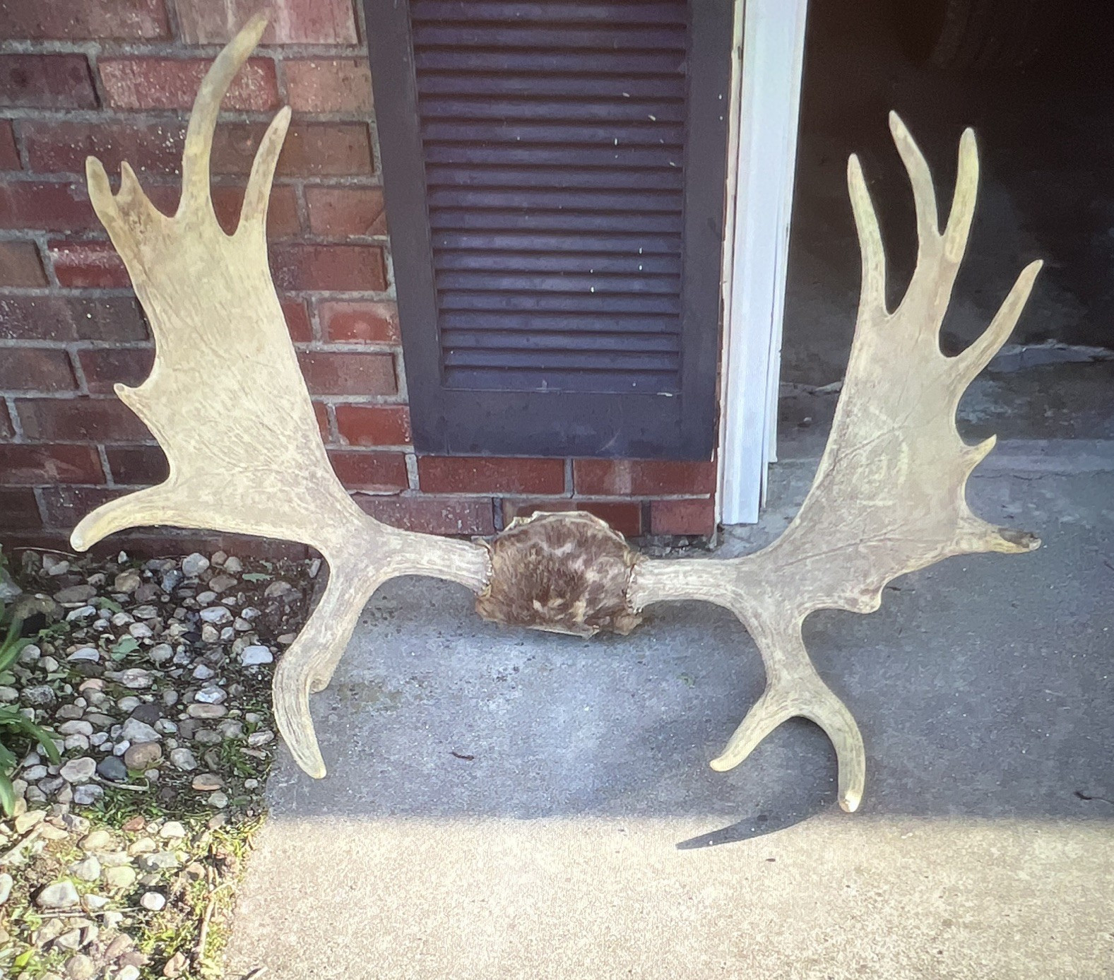 Moose Antlers Pair with Skull Plate Taxidermy Mount - accessory