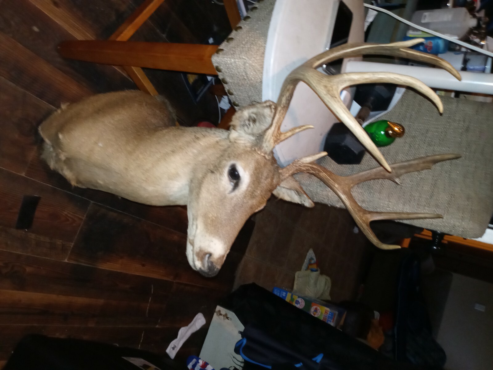 Mounted 10-Point Deer Head Taxidermy Display - accessory