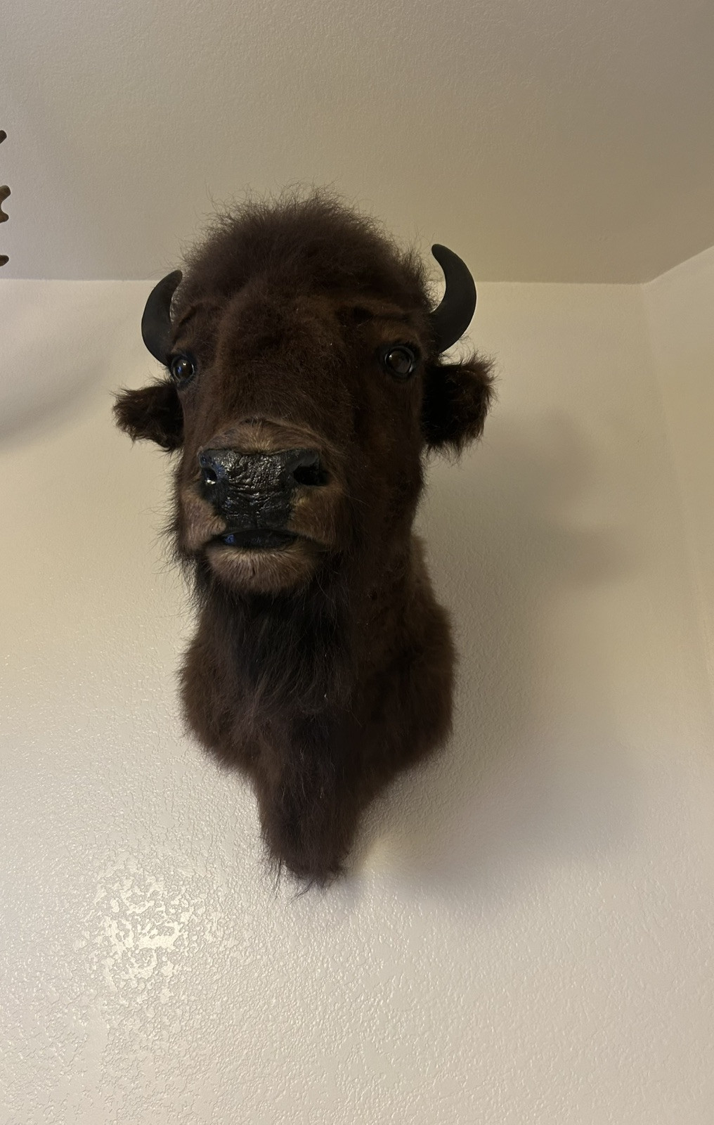 Mounted Buffalo Head — Real Taxidermy, Arizona-Harvested - accessory
