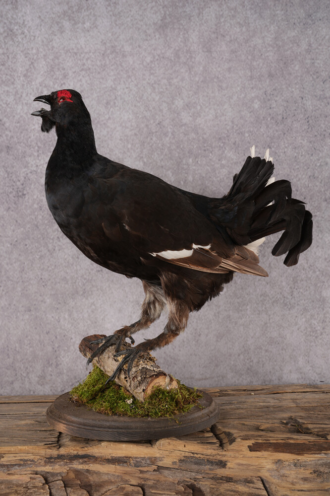 Northern Black Grouse Full-Body Taxidermy Mount on Driftwood - accessory