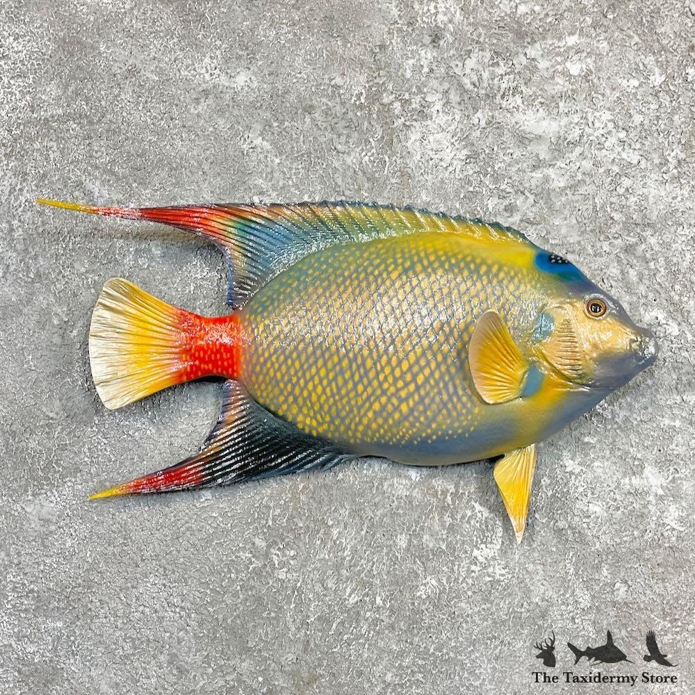 Queen Angelfish Replica Wall Mount, 18 Inches - accessory