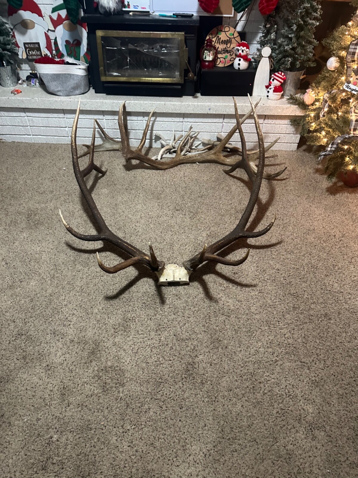 Real Elk Skull with 6x6 Antlers — Salvaged from a Hunter's Mount - accessory