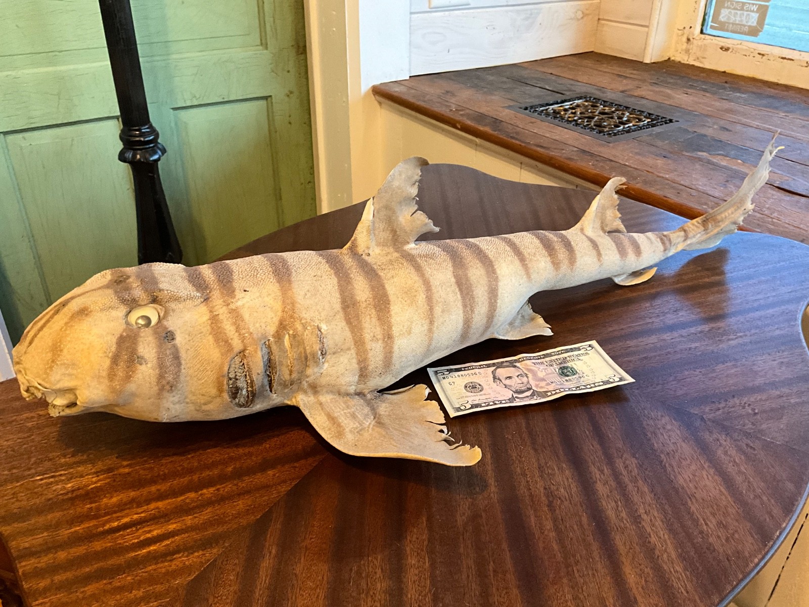 Real Taxidermy Zebra Bullhead Shark, 29 Inches Long - accessory