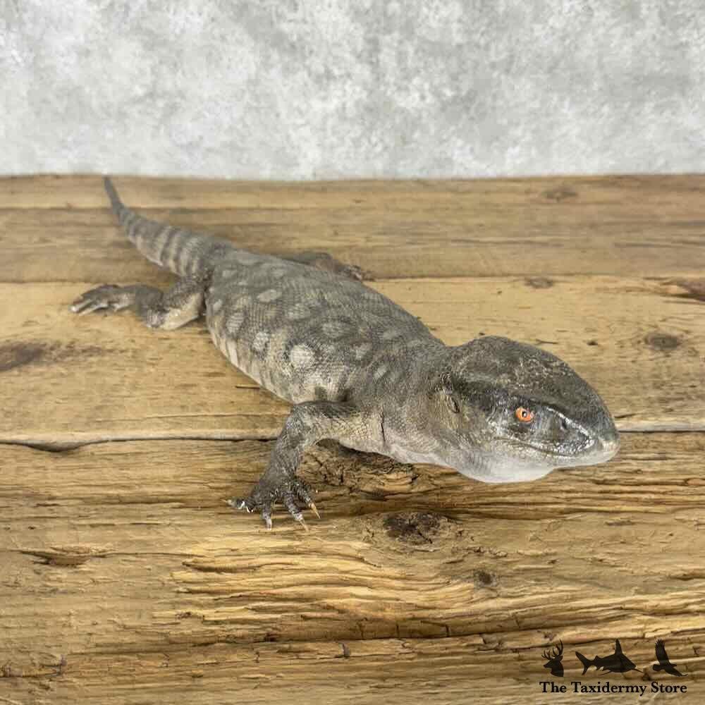 Savannah Monitor Lizard Taxidermy Mount — Premier Grade - accessory