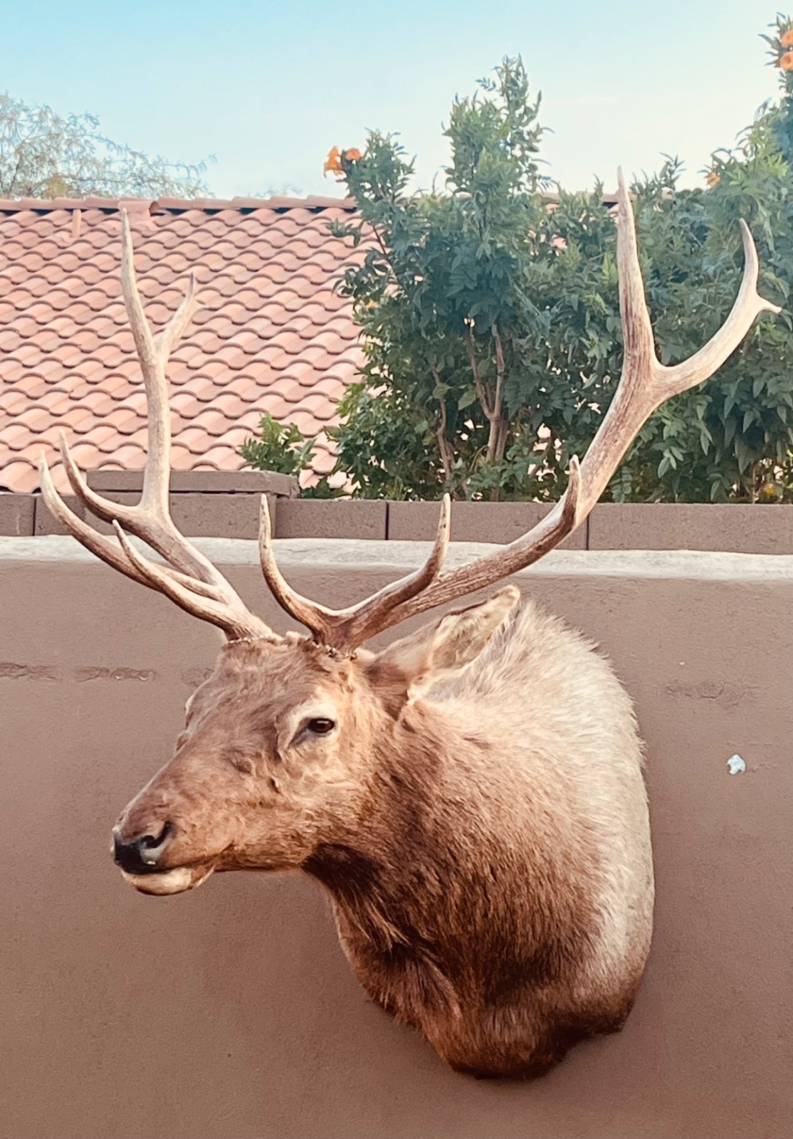 Shoulder Mount Elk with 40-Inch Span — Taxidermy Display Piece - accessory