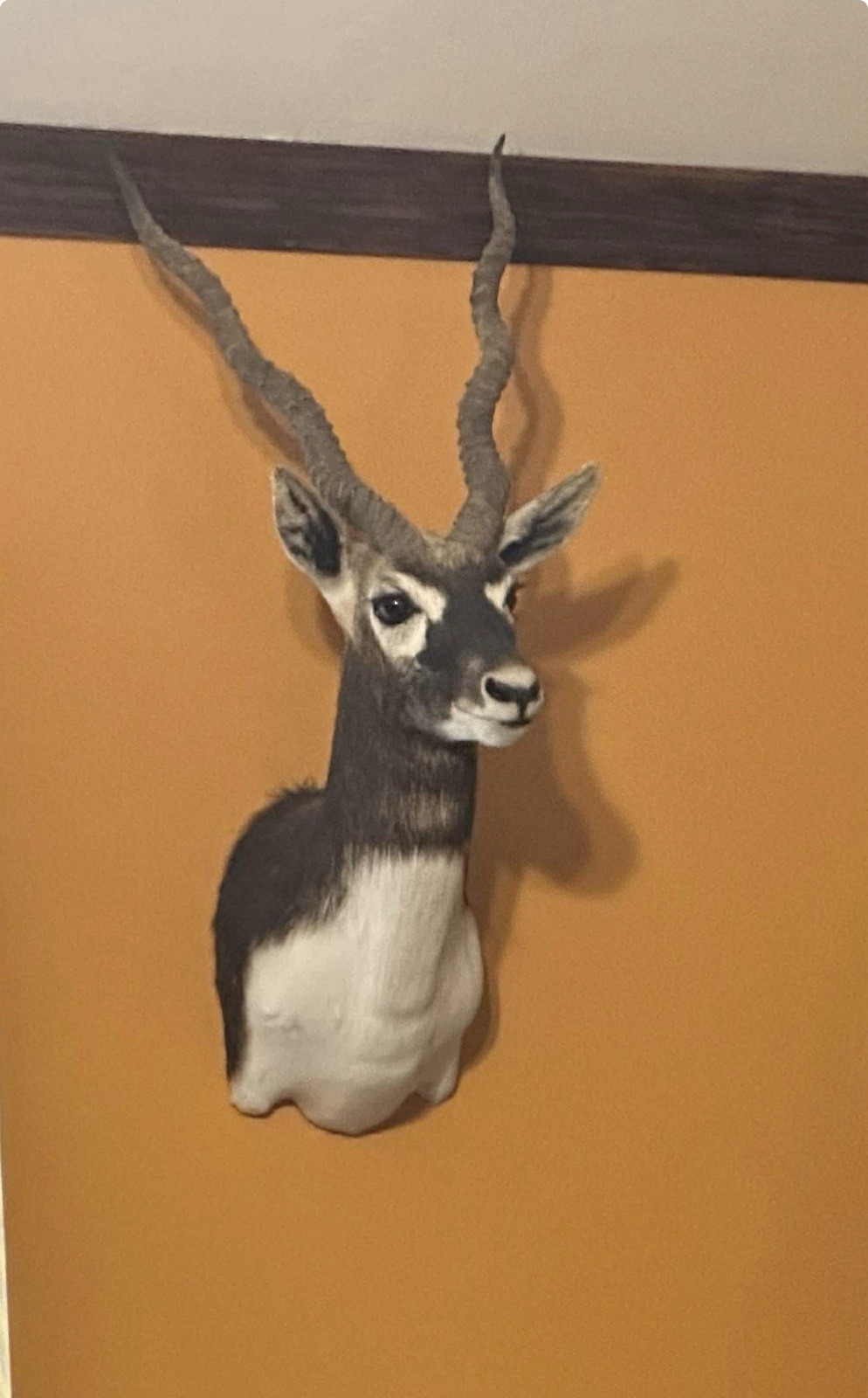 Taxidermy Black Buck Shoulder Mount - accessory