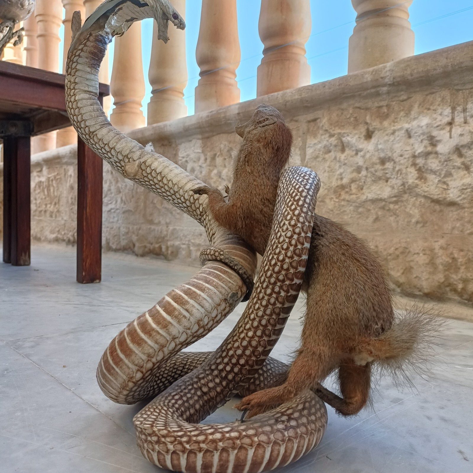 Taxidermy Cobra Snake - accessory