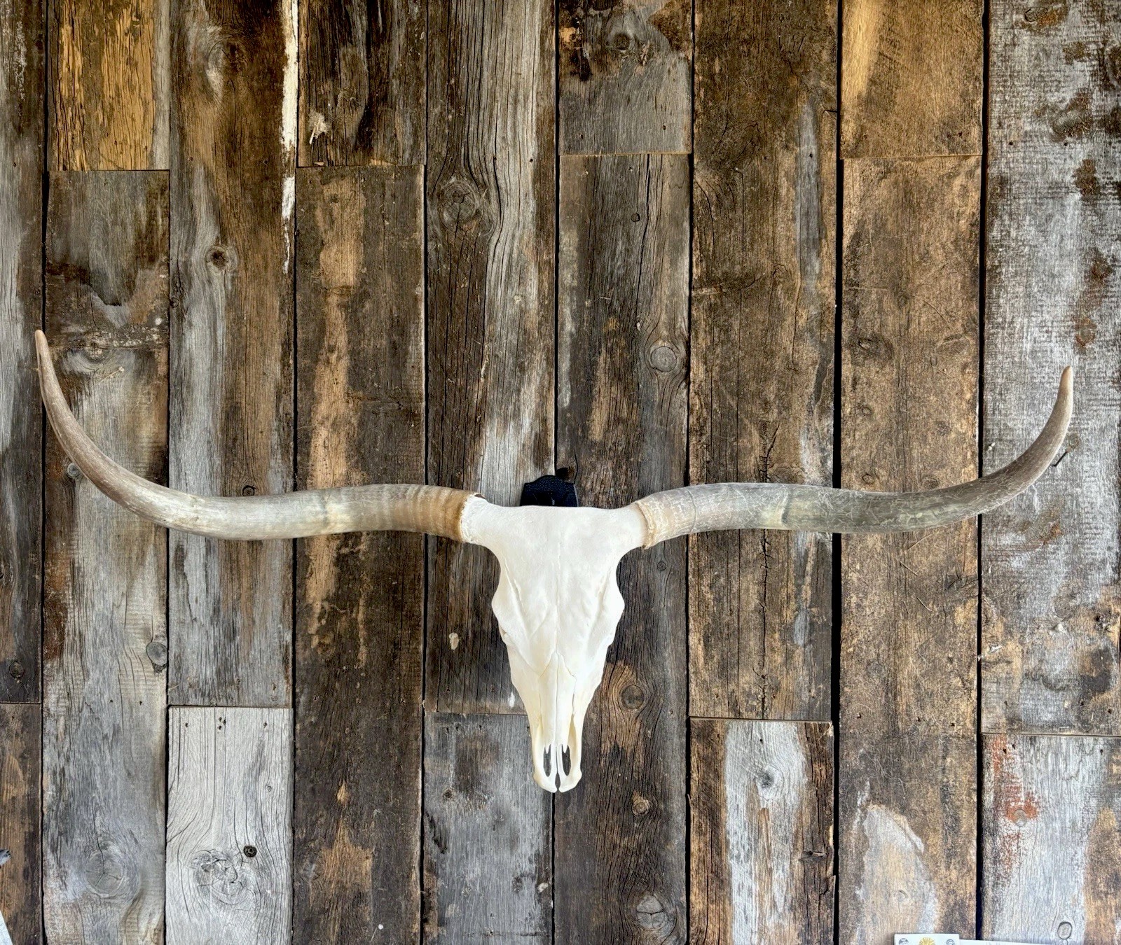 Texas Longhorn Skull with 58-Inch Horn Spread - accessory